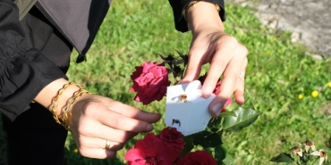 Çorum Belediyesi’nden Yaprak Bitine Karşı Uğur Böcekli Biyolojik Mücadele