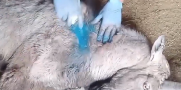 Sivas’ta Yaralı Bulunan Yaban Keçisi Sağlığına Kavuşarak Doğaya Salındı