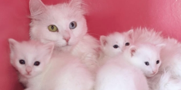 Van Kedi Villası’nda 2025 Verimliliği: 120 Yeni Yavru Dünyaya Geldi