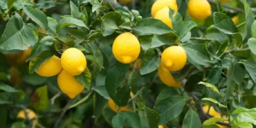 Limon İthalatında Gümrük Vergisi Yeniden Düzenlendi